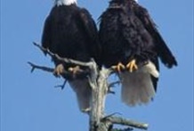 Whistler and Shannon Falls Tour